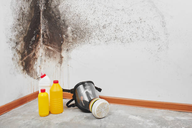 Best Toxic Mold Removal  in Blissfield, MI