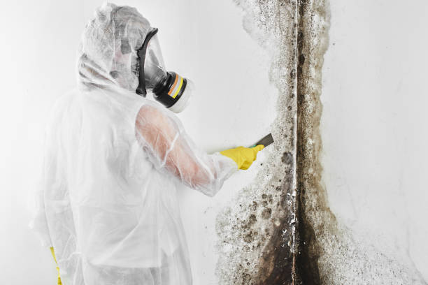 Blissfield, MI Mold Removal Company