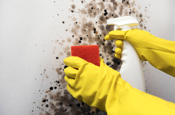 Best Mold Testing  in Blissfield, MI
