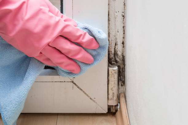 Best Black Mold Removal  in Blissfield, MI